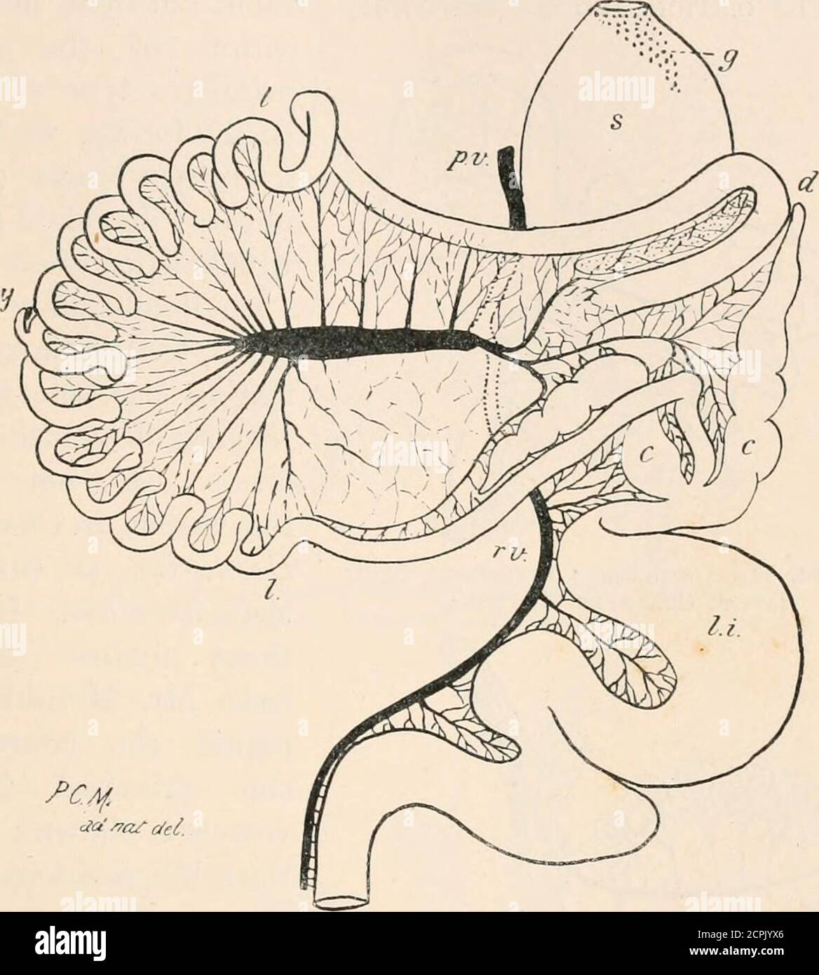 . The structure and classification of birds . ALIMENTARY CANAL 27 ...