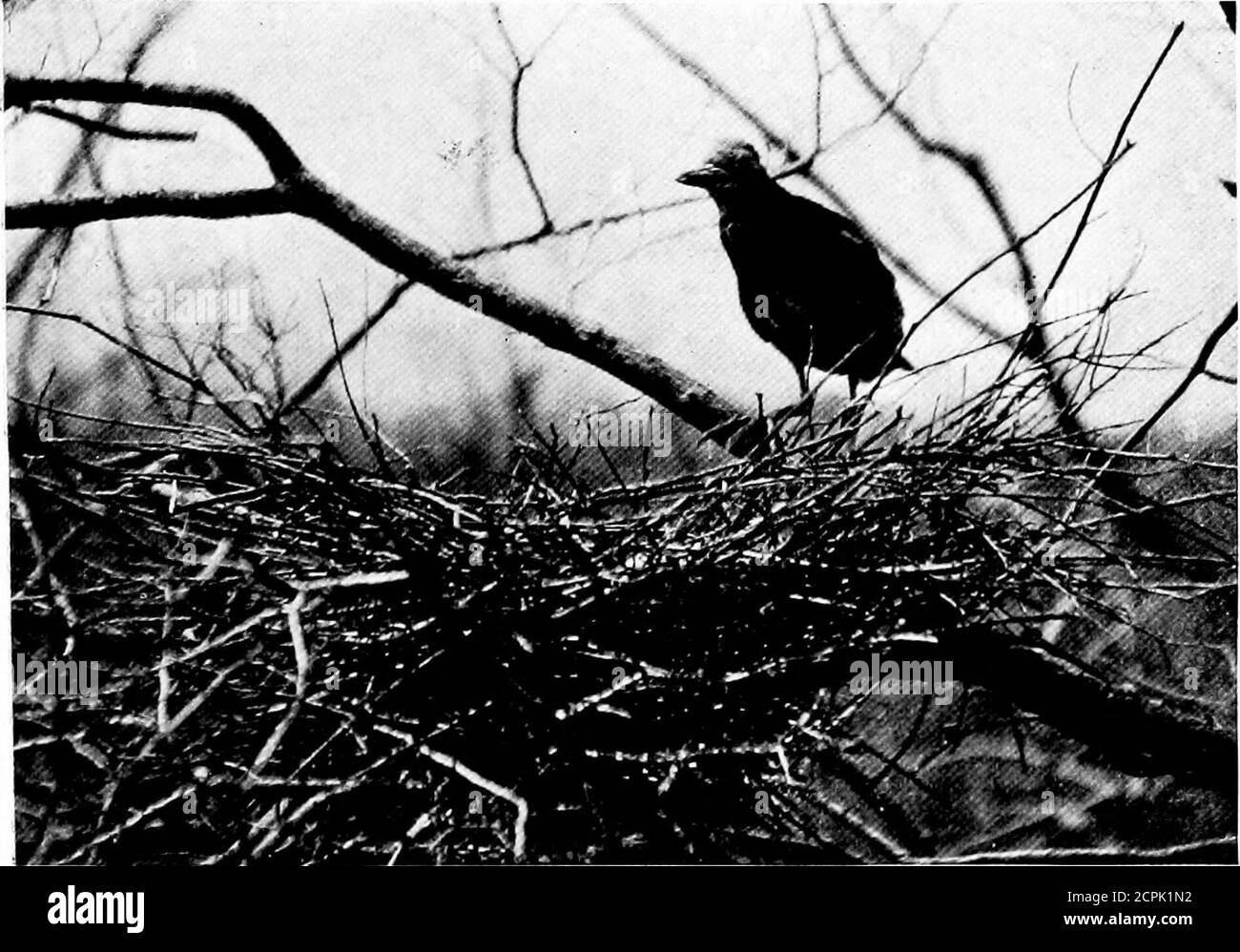 . The sport of bird-study; a book for young or active people . thenext bush, tied the focus-cloth about the top to suggesta camera, decked it with leaves, and left it over night,for the heron to become accustomed to it. Nextmorning I found her on the nest all right, so I sub-stituted my camera for the cloth, covered and arrangedit with thread attachment, and then hid about thirtyyards away between three tree sprouts which grewfrom a stump, a nice little island nook. After abouthalf an hours wait, the heron came sneaking back,climbing almost parrot-like from bush to bush. All thetime she was je Stock Photo