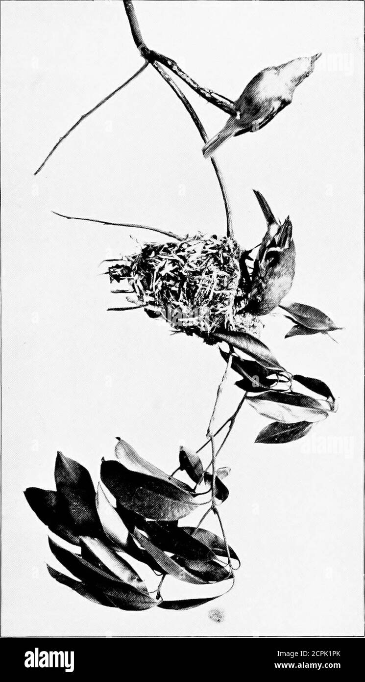 . The birds about us . the northern counties, thanelsewhere as a summer resident. Like many an-other insect-feeder, they can take to a vegetarian dietwhen necessity calls, and this, I think, explains whythe date of departure in autumn is so irregular.Certain it is that the low-lying land along the tide-water reaches of the river does not yield to wintersonslaught as does the hilly back country, and herebirds congregate and sometimes remain all winter.The cat-bird and some warblers remain; the che-wink and several water-birds find a sufficient food-supply; and what I have always insisted upon w Stock Photo