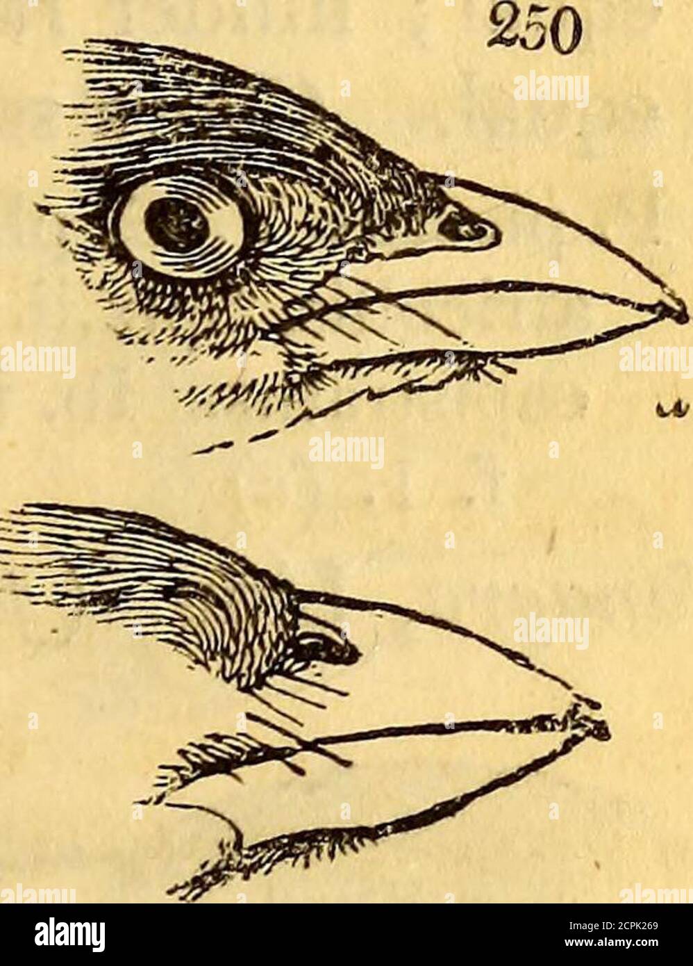 . On the natural history and classification of birds . ved^and much lengthened. The hinder toe of equallength with the claw. L. canabina. Selby, i. pi. 55. f. 3.4, Leucosticte, Sw. Bill tumid. Commissure regularlycurved. Wings much lengthened. Tarsus lengthened,,slender. Hind claw very long. L. tephrocotis. N. Z. pi. 50. Chloris. Greenfinch. Bill larger and stronger: thecommissure straight. Claws smaller, and more curved.C. flavigaster. Selby, i. pi. 54. f. 3.Subfam. TANAGRINiE. Tanagers. Bill unequally conic ; the upper mandible more or less arched, and very distinctly notched. Feet formed fo Stock Photo