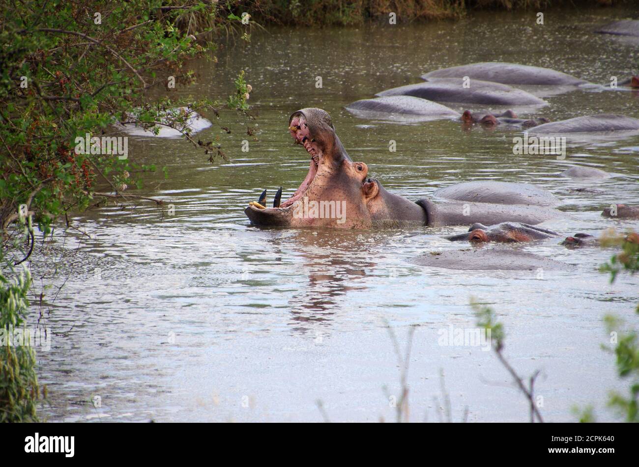 Hippopotamus in the Serengeti park in Tanzania Stock Photo