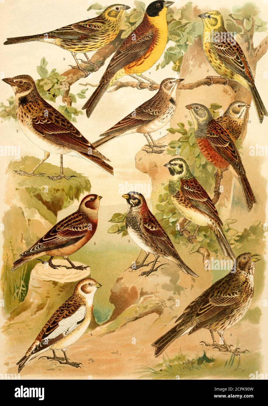 Foto gratis: Merlin, falco, da vicino, testa, uccello, falco columbarius, image size:917x1390