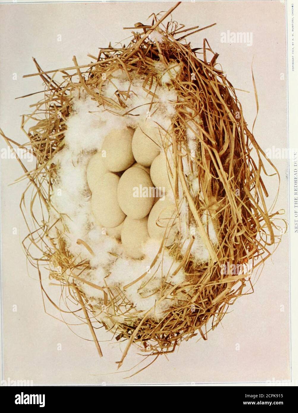 . www.flickr.com/photos/internetarchivebookimages/tags/book... . DUCKS AND GEESE 71 June in the Devils Lake region in North Dakota. Thesenests were placed in tall grasses or reeds growing in waterfrom one-half foot to three feet deep. In no instance werethe eggs placed on the ground. The dr grass is massedtogether, forming a float, ujjon which the nest of practicallythe same material is placed. Frequently the hirds constructa floating nest. It is a beautiful sight to observe the femaleas she leaves her nest, uttering a soft quack as she paddlesout of sight among the tall grass. Ten eggs taken Stock Photo