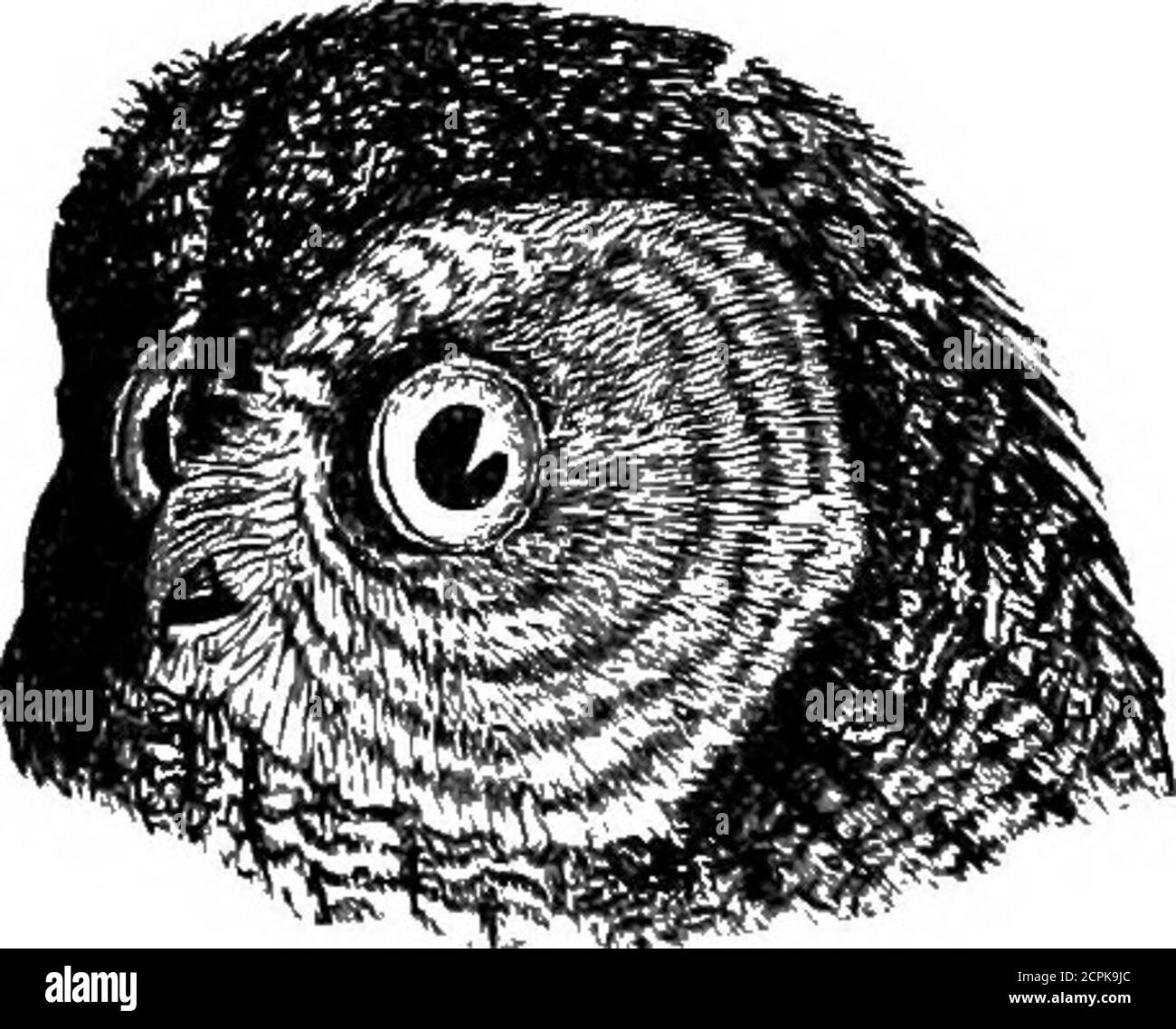 Kalamazoo michigan winter Cut Out Stock Images & Pictures Alamy