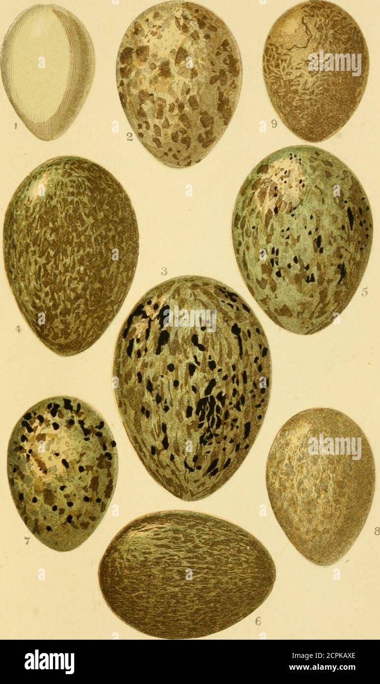 1 6 eggs hi-res stock photography and images - Page 7 - Alamy
