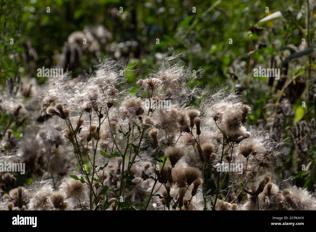 Close up of seeds of a creeping thistle, also called Cirsium arvense or Acker Kratzdistel Stock Photo