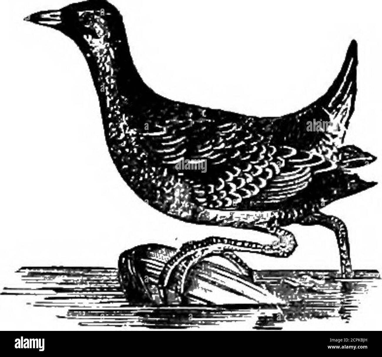 Breeds near marshes Black and White Stock Photos & Images Alamy