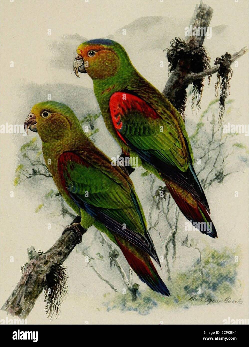 . The distribution of bird-life in Colombia; a contribution to a biological survey of South America . Pionopsitta fuertesi Chapm., Bull. A. M. N. H., XXXI, 1912, p. 143 (Laguneta,10,300 ft., Cen. Andes, Col.). Char. sp.â Most nearly related to H. amazonina (Des Murs) but face yellow,crown blue. This distinct and interesting species was found by us only in the Tem-perate Zone of the Central Andes. Like amazonina, fuertesi has the maxil-lary tomium unnotched, while the tail is even longer than in that species. Laguneta, 6; Santa Isabel, 1. (876) Eucinetus pulchra (Berl.). Pionopsitta pulchra Ber Stock Photo