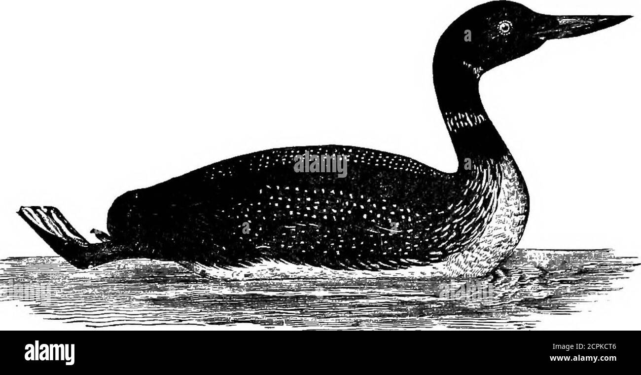 Brewster flats Black and White Stock Photos & Images Alamy