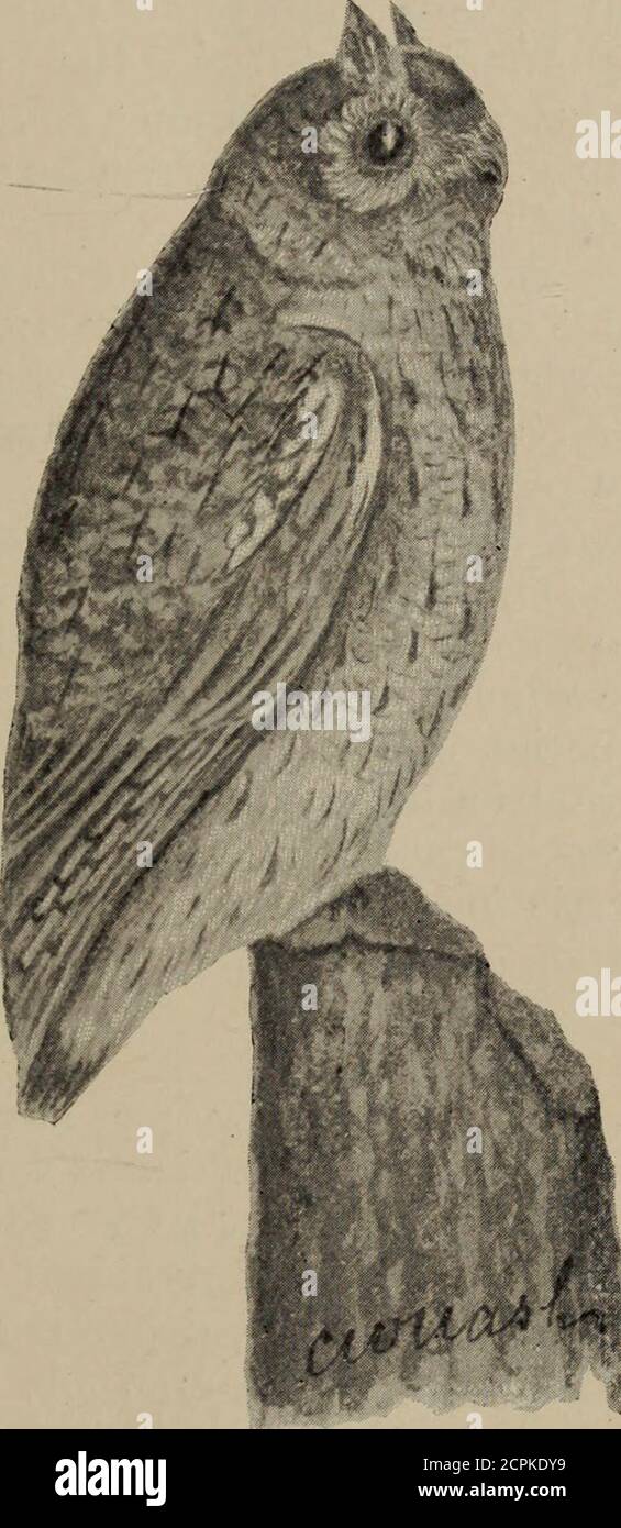 . The birds of Ontario in relation to agriculture . increase of thi- army of rats,mice, etc., are the birds of prey. Thesebirds are enduwed with natural facul-ties specially adapted for the workthey do, and they do it well, the onlytrouble is that we have too few of them.If, however, public opinion can bebrought to bear on this importantmatter before it is too late, and thewanton and useless destruction ofour beneficial hawks and owls stoppedat once, the balance of nature maybe restored, to the great advantage of mankind. The following shows the result of Dr. Fishers investigation of thefood h Stock Photo
