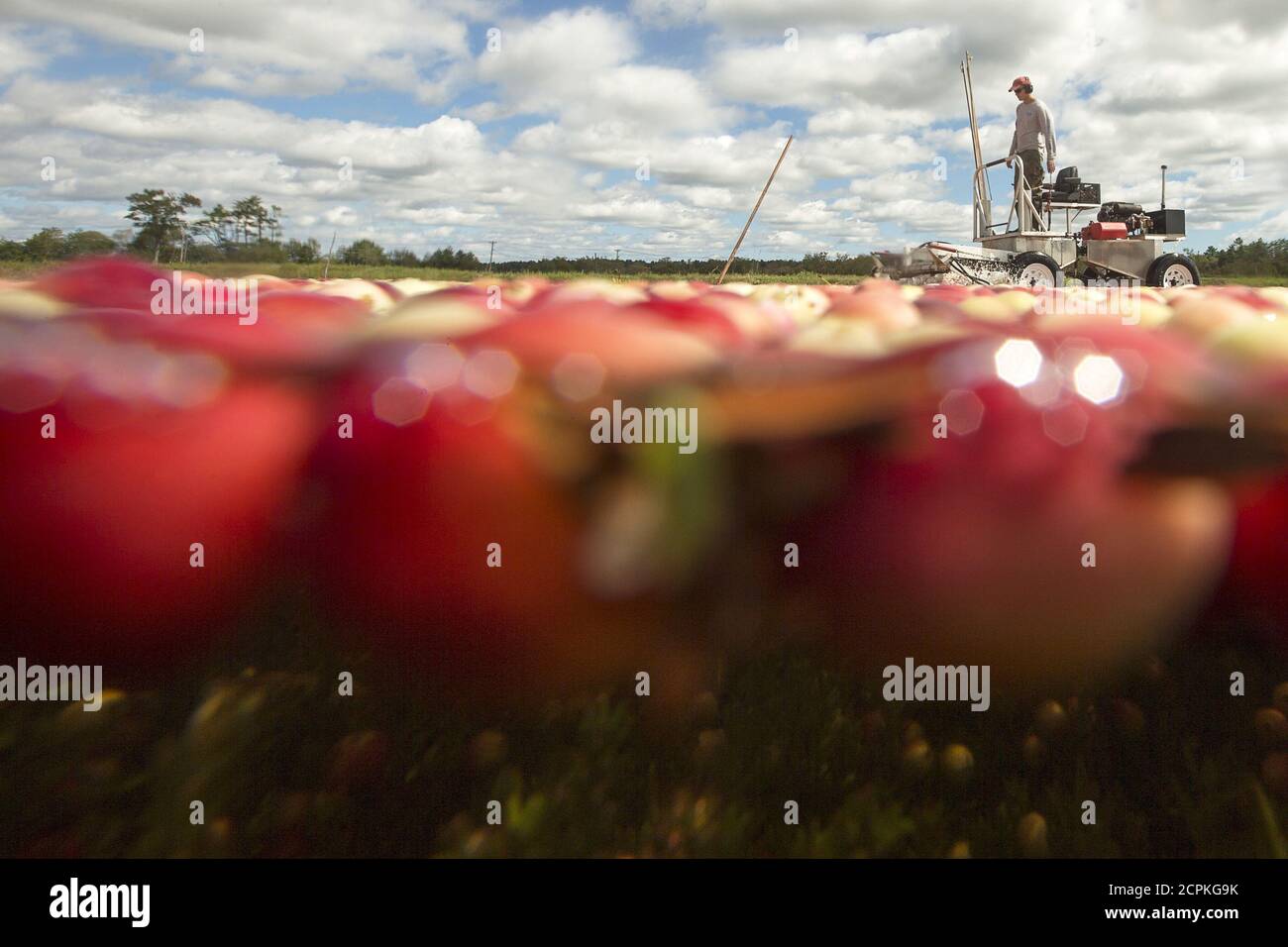 Cranberry carver ma hires stock photography and images Alamy