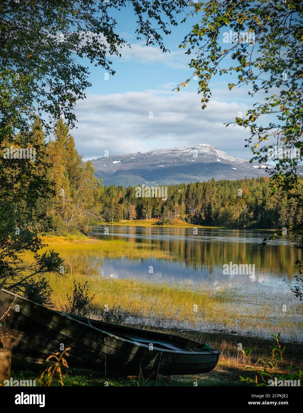 Vertical shot of trees reflecting on a water Stock Photo - Alamy