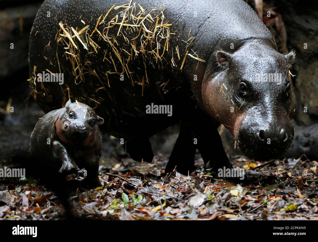 Baby Hippo First Bath : Baby Bath Thermometers Types How To Use Tips : Saw something that caught your attention?