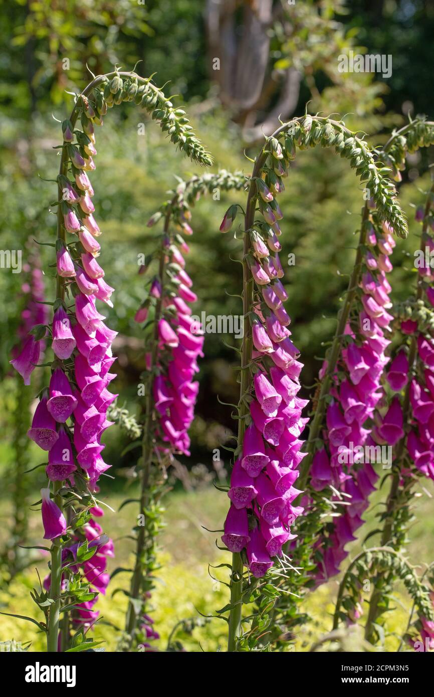 Foxglove (Digitalis purpurea). Row of upright, stems, close up, heads of trumpet shaped flowers, on single stems. Drooping, but erecting, upper part o Stock Photo