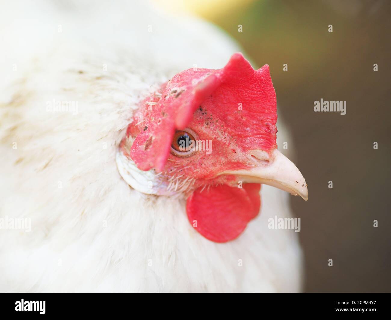 domestic chicken in a cage Stock Photo