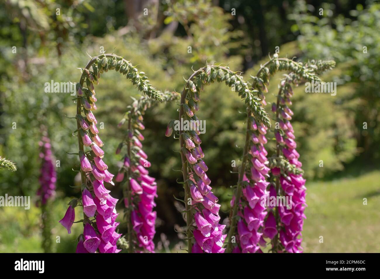 Foxglove (Digitalis purpurea). Row of multiple upright, stems, close up, heads of trumpet shaped flowers, on single stems. Drooping, but erecting, upp Stock Photo