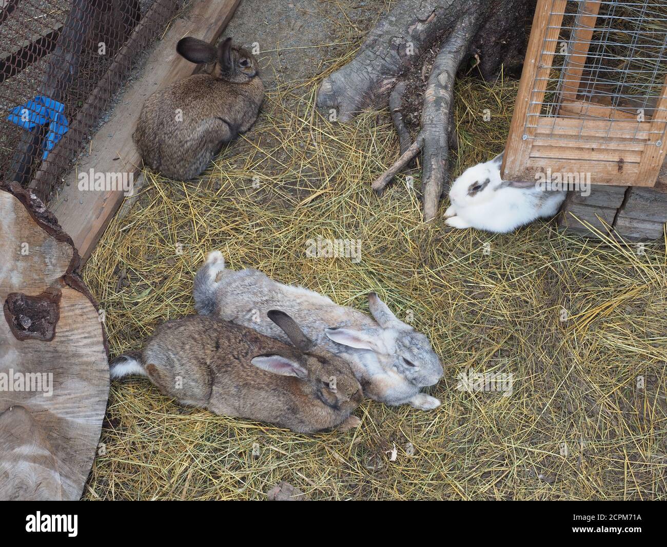 beautiful rabbits in the pen Stock Photo - Alamy
