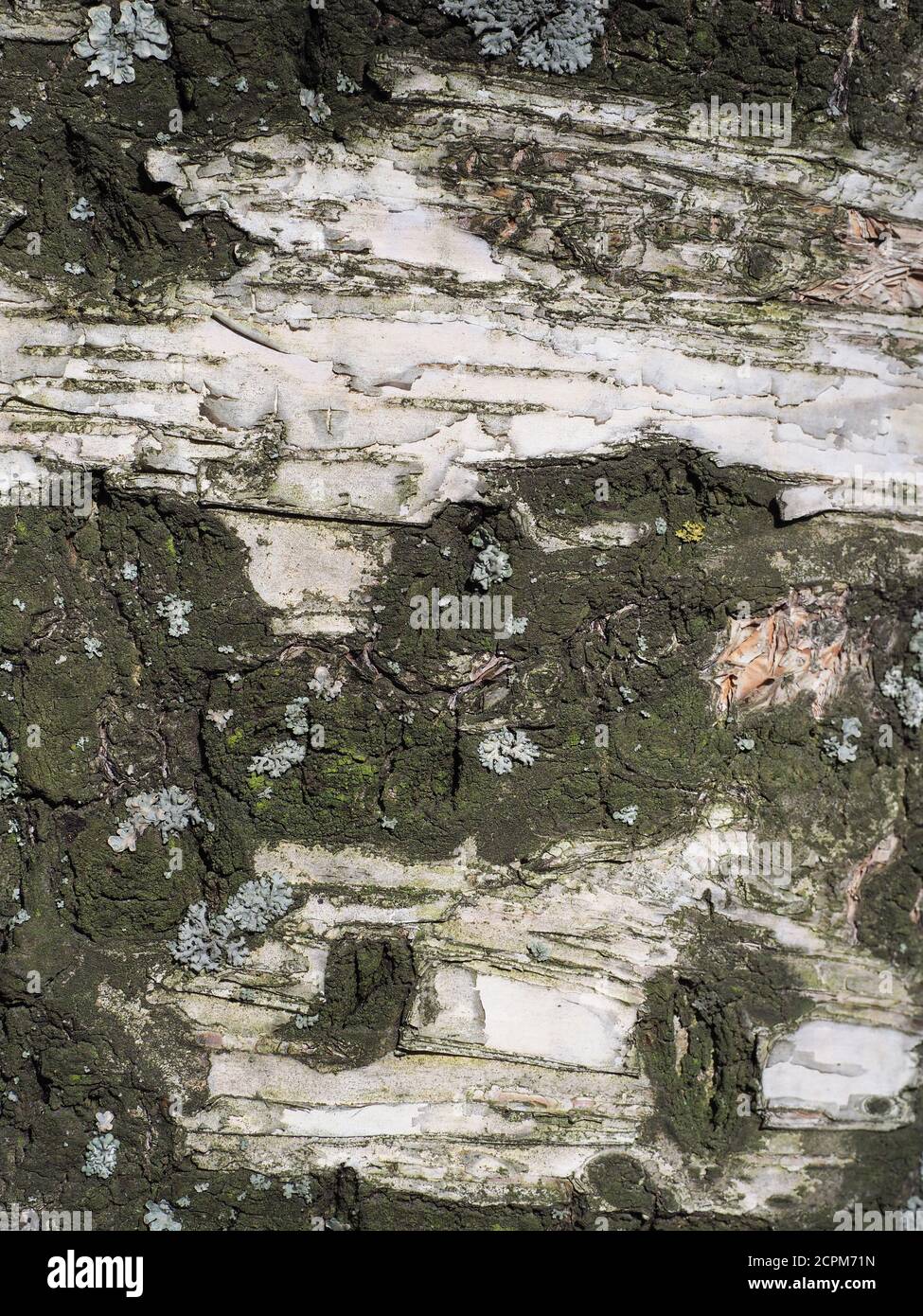 beautiful birch tree bark. background Stock Photo - Alamy