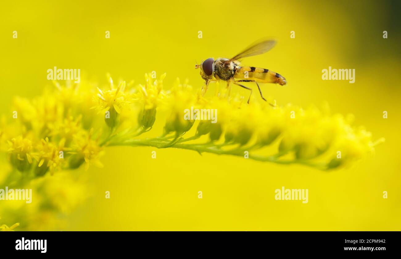 Bugs Flying Rods Golden rod plant insect hi-res stock photography and images - Alamy