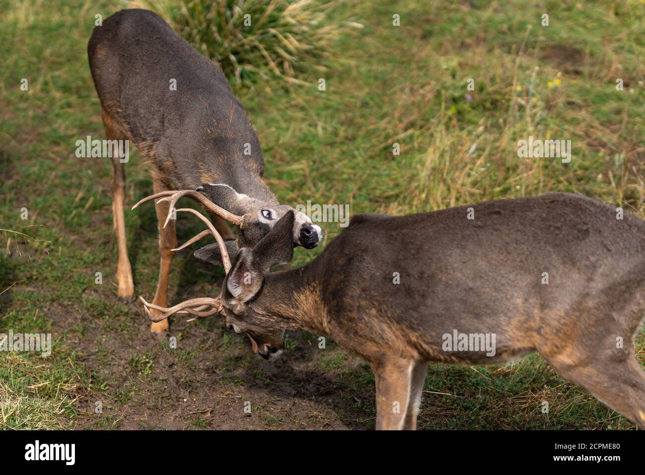 White-tailed deer bucks sparring locking antlers. Oregon, Ashland, Cascade Siskiyou National Monument, Fall Stock Photo