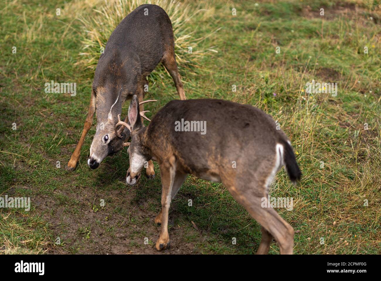 White-tailed deer bucks sparring locking antlers. Oregon, Ashland, Cascade Siskiyou National Monument, Fall Stock Photo