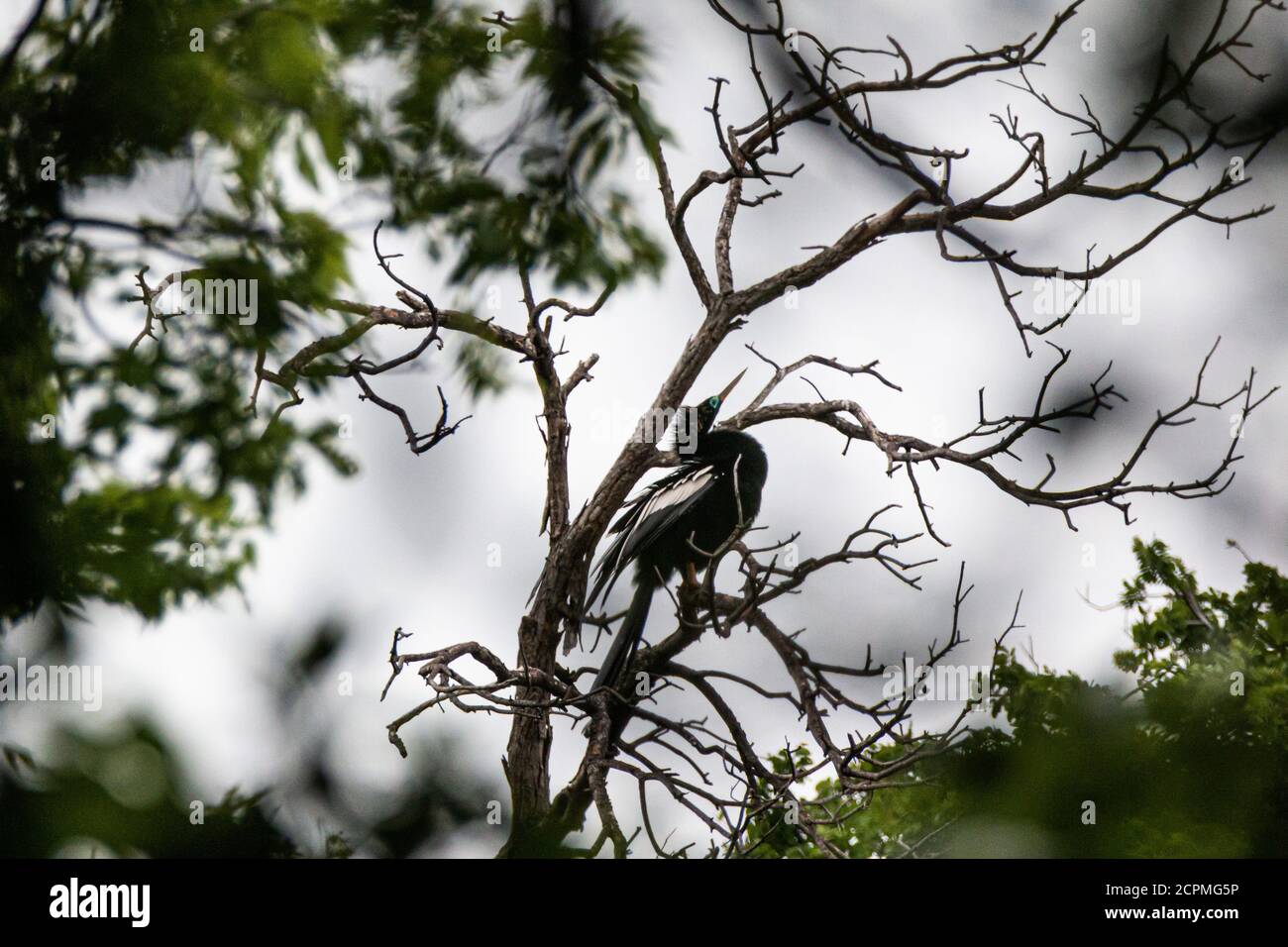 An Anhinga in a tree at the Southwestern Medical Center rookery in Dallas Texas Stock Photo