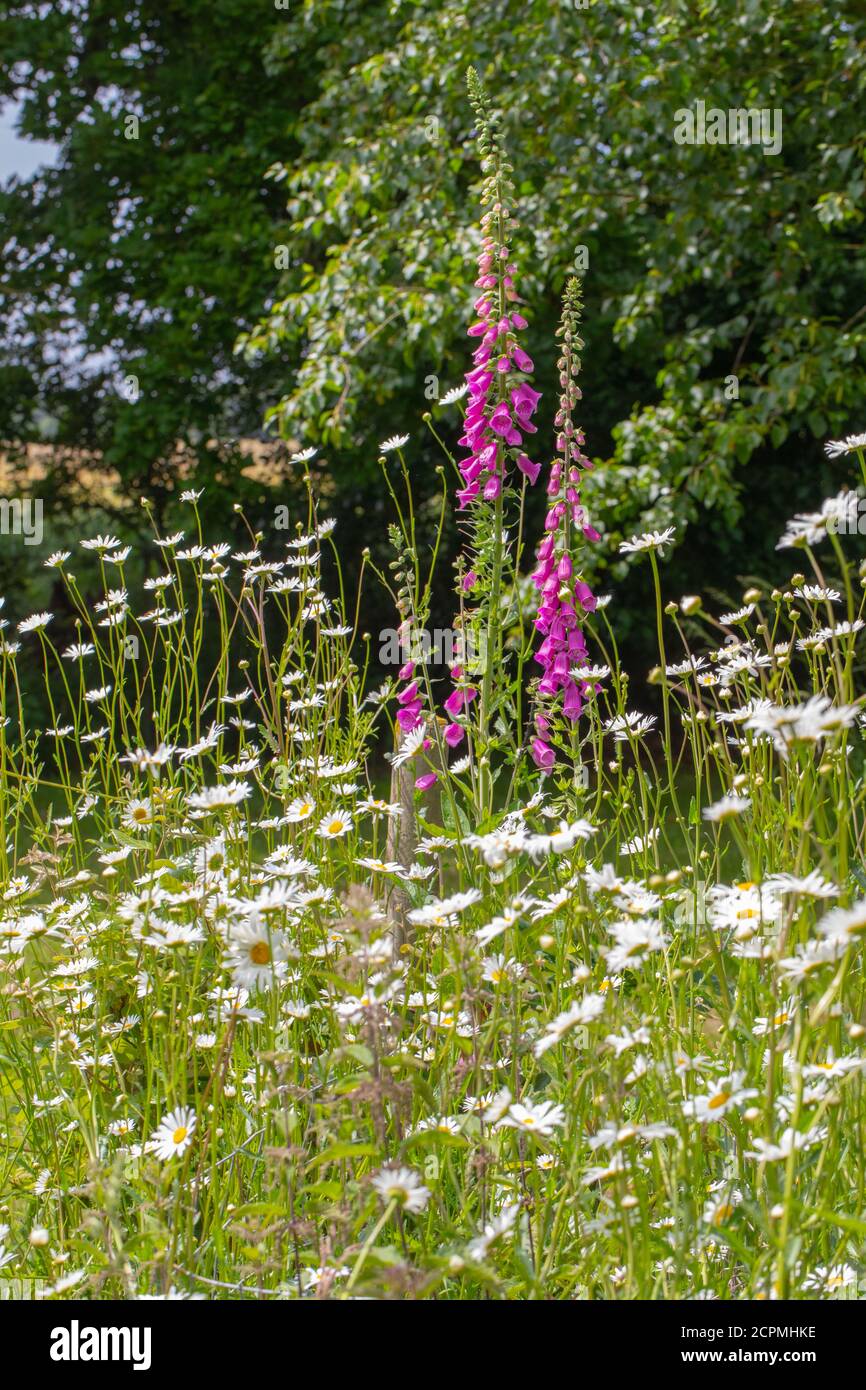 Plant Of Grass Verge High Resolution Stock Photography and Images - Alamy