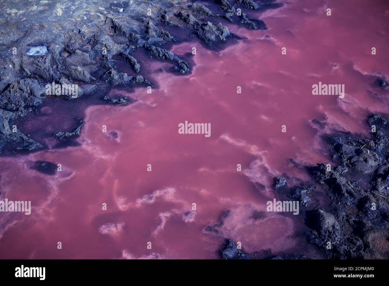 Salt, brine and mud of pink salty Sivash Lake near Azov Sea, colored by micro algae Dunaliellasalina, enriching water of the lake by beta-carotene Stock Photo