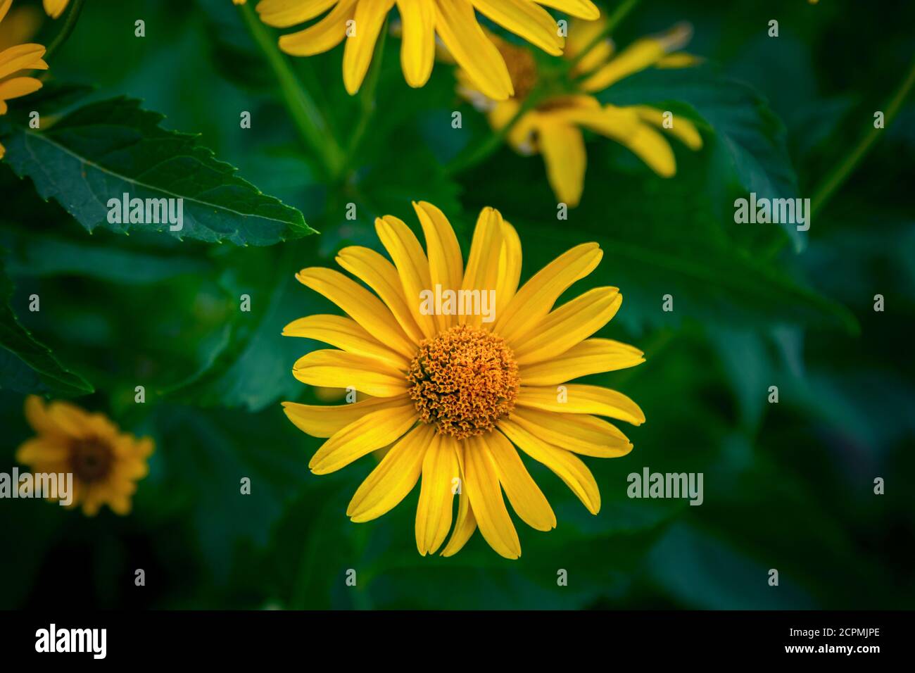 Close up beautiful bright yellow Heliopsishelianthoides  flowers also called rough oxeye or false sunflower, growing on the meadow. Summer blooming na Stock Photo