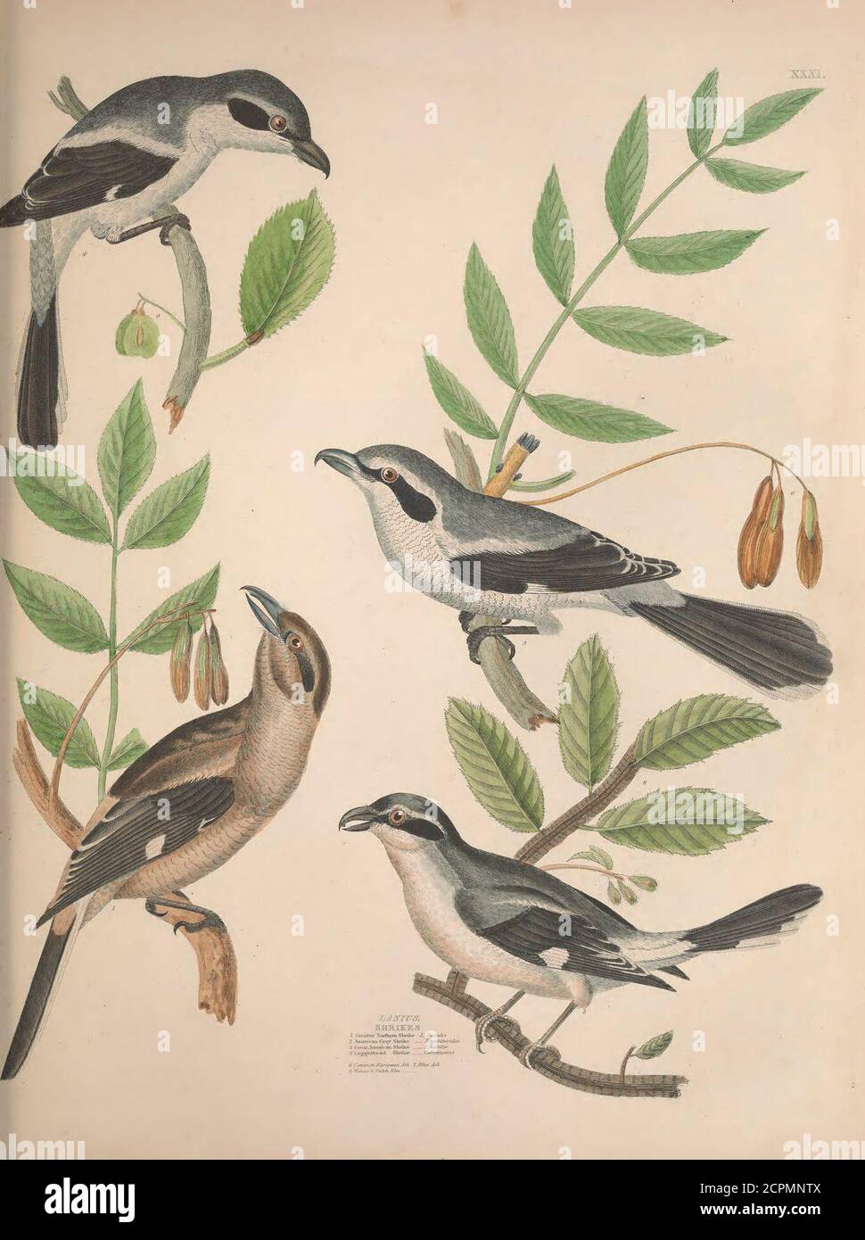 . Illustrations of the American ornithology of Alexander Wilson and Charles Lucian Bonaparte : with the addition of numerous recently discovered species and representations of the whole sylvae of North America. . C1WCLJ7S. I PaH;is Dipper. CTaUasii 3 Diea^ius Violaceus 4 P° Splendidus. 5 D? Seulptilus - MYOTMEMA.2 Rocky Mountain Alt catcher. M.nbsoleta,.6 Cucumber Tree./ Pap air.. Stock Photo
