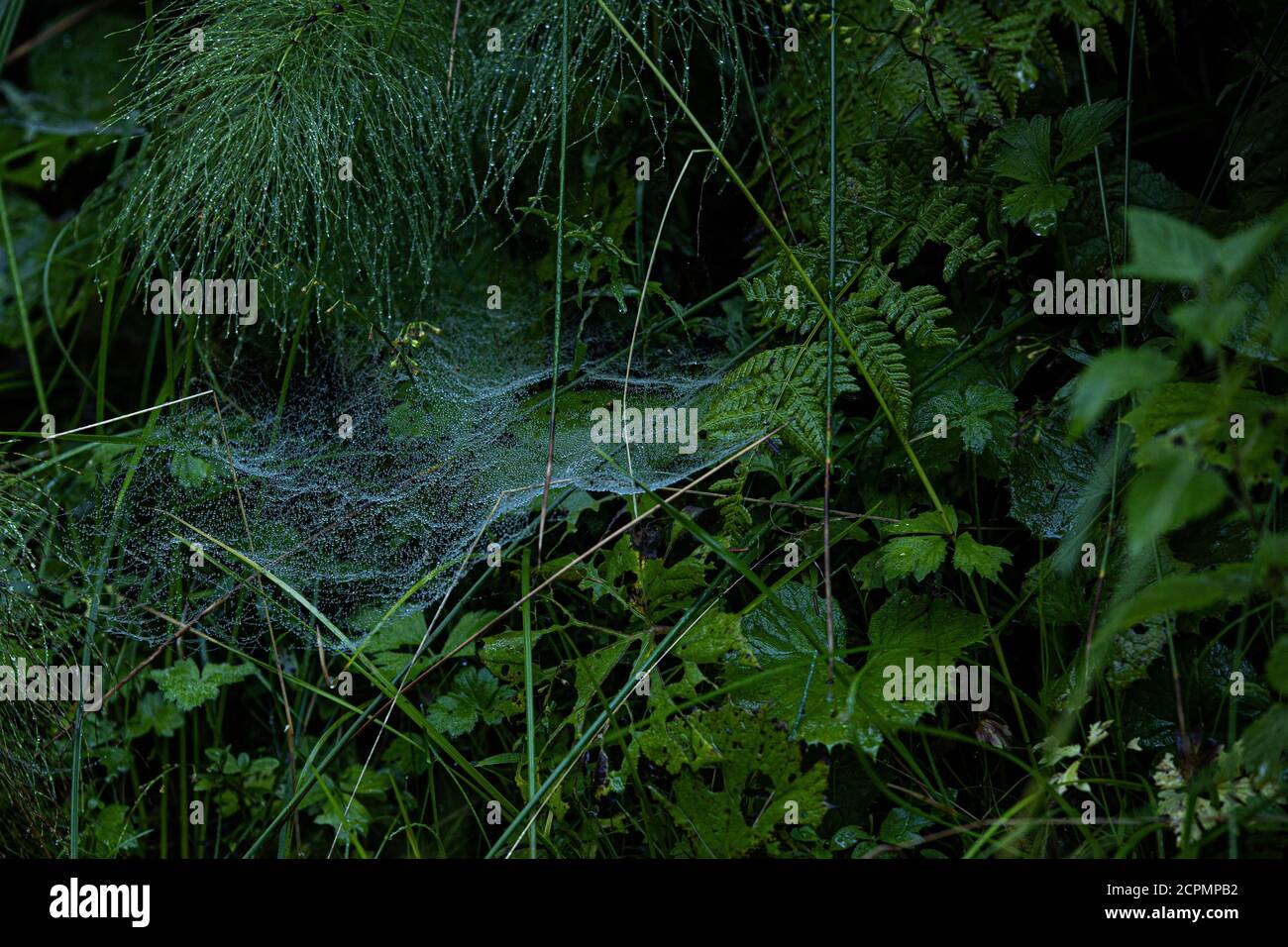 Closeup of spider webs on greenery bushes in a forest under the lights ...