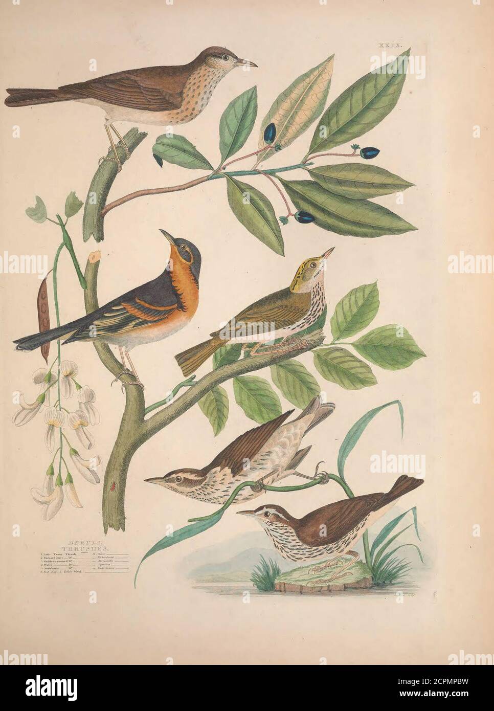 . Illustrations of the American ornithology of Alexander Wilson and Charles Lucian Bonaparte : with the addition of numerous recently discovered species and representations of the whole sylvae of North America. . ATM It ri, j.LT ffllRLirs tf-lJK f?../.TCTnijrijicfus rUrOfh., Ji. fijufa* i. Kei mil TUsiisli. -.Sotf/aria . 3, Cat fiird . -iivi/la . A Hoc king Birtl, Bale. Fohy/oini..? Robin. S/itfrutt/rin.li: V,po&lt;] Thruali. SleJodn.7. Tawny Thrush. -Jfusluloui. 8.1hme Tret-. O. Cliiaca/rin..lit. Chitmptuvi Willow. II. Surnlmim. C1WCLJ7S. I PaH;is Dipper. CTaUasii 3 Diea^ius Violaceus 4 P° S Stock Photo