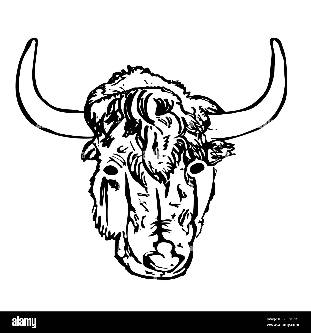 photo How To Draw A Highland Cow Face Step By Step https www alamy com yak head isolated on white background hand draw taurus sketch antique engraving of highland cattlebison lunar horoscope sign ox bull cow vector image375397620 html