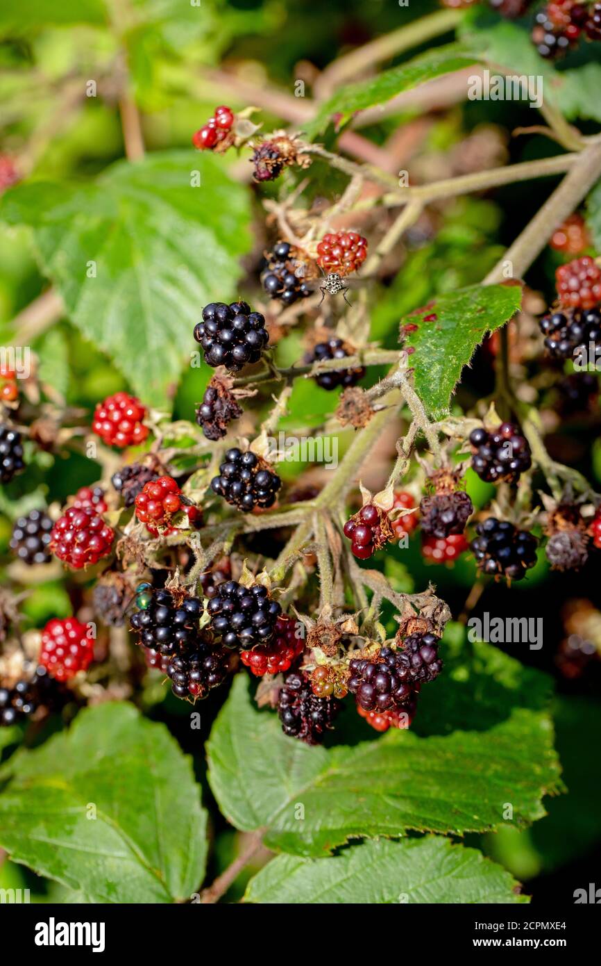 Blackberries (Rubus fruticosus). Individual segments, berries, in