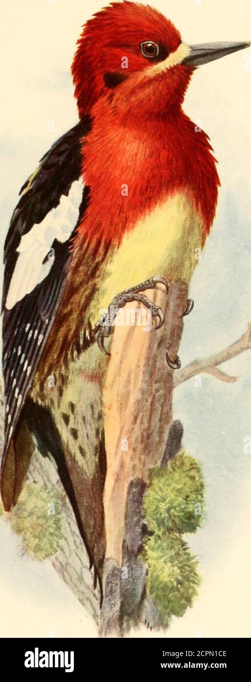. The birds of Washington : a complete, scientific and popular account of the 372 species of birds found in the state . f. Vjoui^ :^(v&gt;ok«. • :^HE NORTHWEST SAFSUCKER. 435 No. 173.NORTHWEST SAFSUCKER. .. O. U. Xo. 403 a. Sphyrapicus ruber notkensis Suckow. Synonyms.—Xuktiikr.n Rkd - I.rkastkd Sapsuckkk. Crimson - headed(Kii)ri:cKi:R. Description.—Like ])rcceilini; Imt darker, rcit a def]) crimson or maroonpurple. Original markings of .b. raiiiis niiiiuilis still further eflfaced. Av. meas-urements of two adults from (ilacier: Length, 9.94 1 232,5 ) ; wing 5.24 (133.1 ) ;tail 3.40 (86, Stock Photo