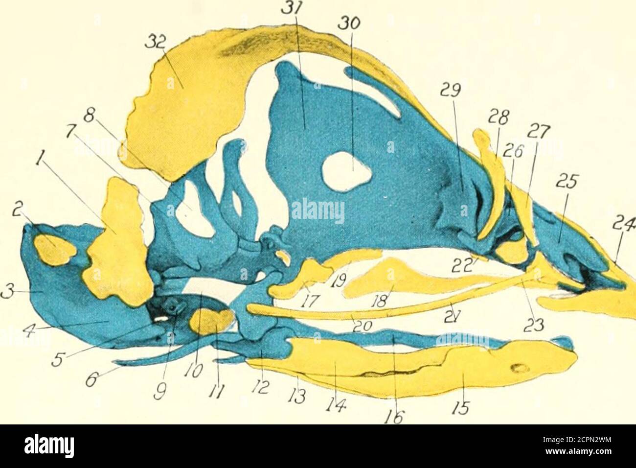 The Development Of The Chick An Introduction To Embryology Adratum 11 Basitcmporal Postero Lateral Part Of The Parasphenoid 12 Articular End Of Meckels Cartilage 13 Angulare 14 Supra Angulare 15 Dentale 16 Skel Gt Ton Of Tongue