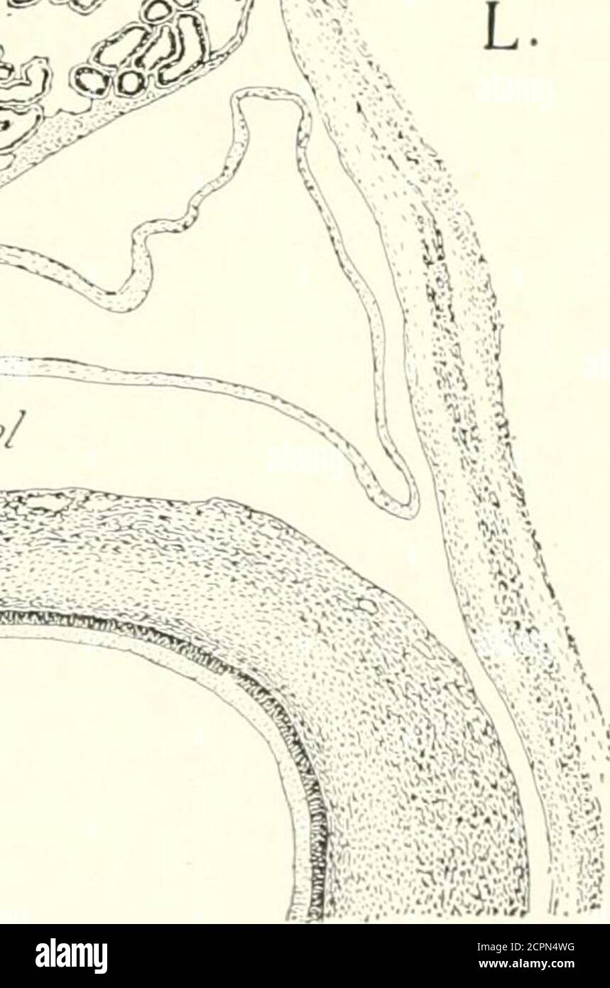 . The development of the chick; an introduction to embryology ...