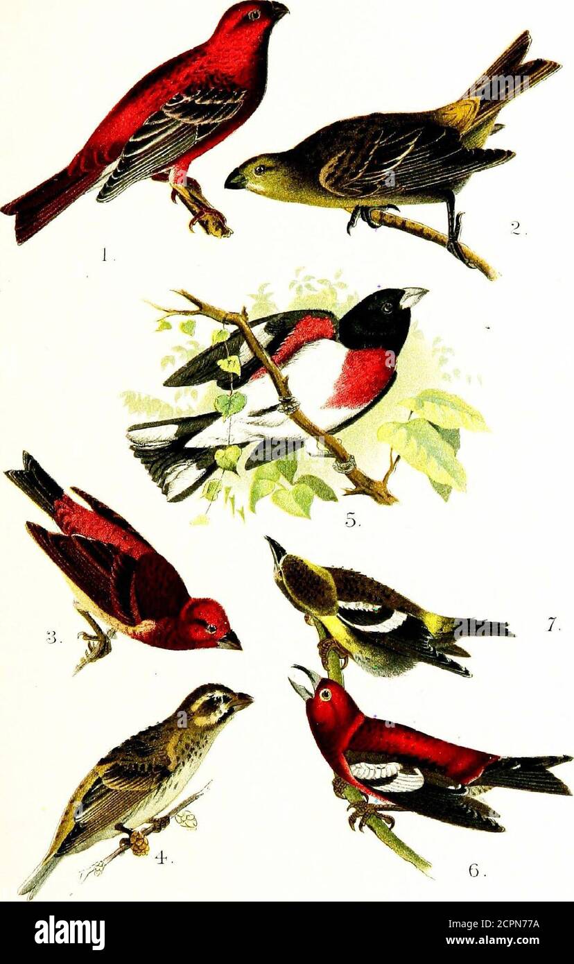 A popular handbook of the birds of the United States and Canada