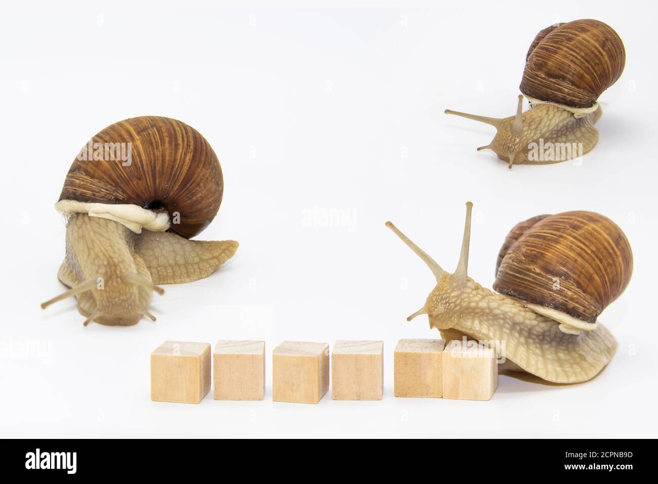 Set of various position of grape snails isolated on white background ...