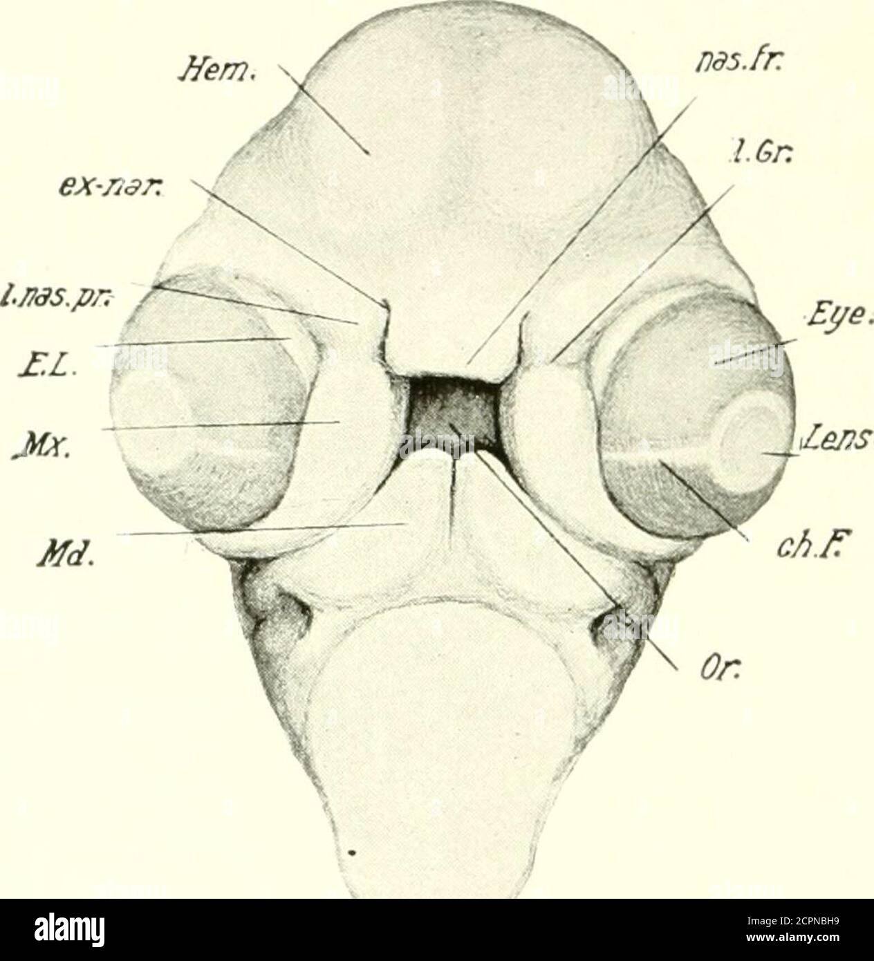 . The development of the chick; an introduction to embryology . ^pits ...