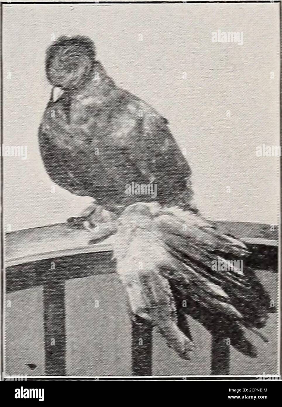 What is the meaning of pigeon hires stock photography and images Alamy