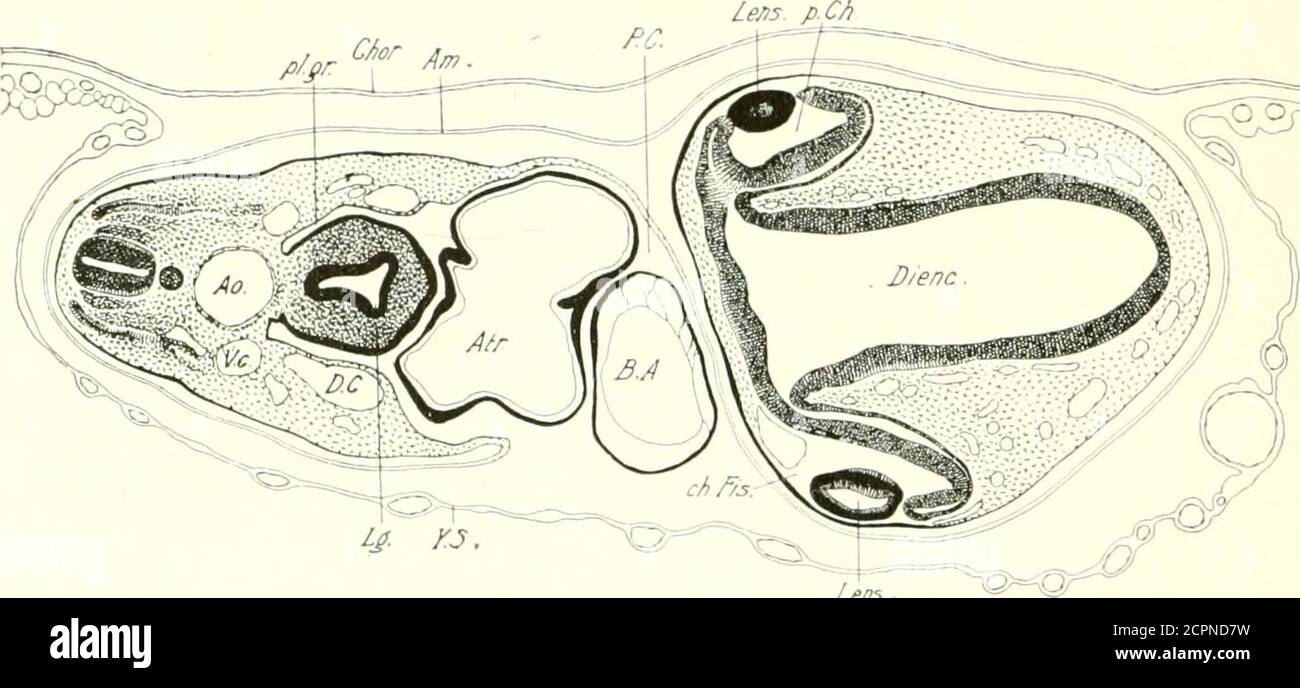 . The development of the chick; an introduction to embryology . of the lens sac are at first of practically even thickness (28 s),but by the 35 s stage a great difference has arisen by the elonga-tion of the cells of the inner wall, which are destined to formlens fibers: the cells of the anterior (outer) wall elongate much 168 THE DEVELOPMEXT OF THE CHICK less during this period, and are tlestined to ioi-ni the e])ithehumof the lens (FIk- *)• Intermediate conditions are found aroundthe equator of the lens. The subsequent history is &lt;;iven inchapter 1. The Auditory Sac. At about the 12 s st Stock Photo