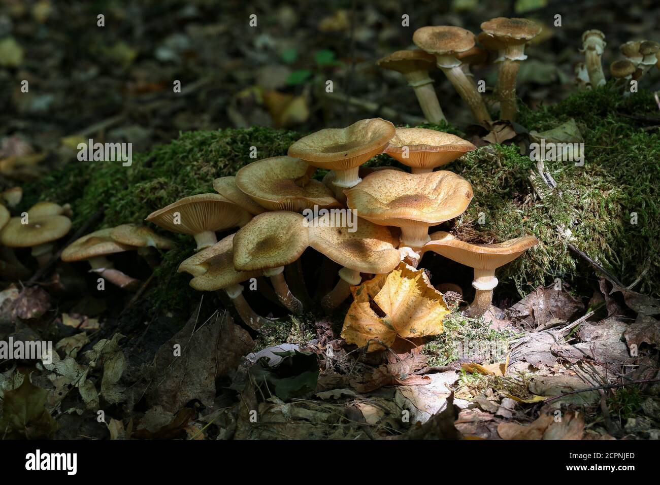 Autumn mushrooms grow in the forest on a stump Stock Photo - Alamy