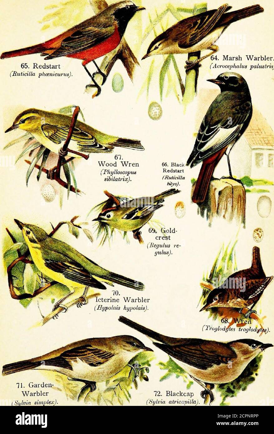 . Birds of the world for young people . and undergrowth, andmost of them have very melodious songs. Unlikemany of the other insect-eating birds, they are ratherslow in their motions, and obtain their food by glean-ing the under surface of leaves and prying larvae fromcrevices in the bark, rather than by darting after itin the manner of the Flycatchers. The Vireos aremigratory, many species spending the summer in theUnited States and in the autumn returning to theirhome in the West Indies and South America. A common species in eastern North America is theRed-eyed Vireo, or Greenlet, whose pluma Stock Photo