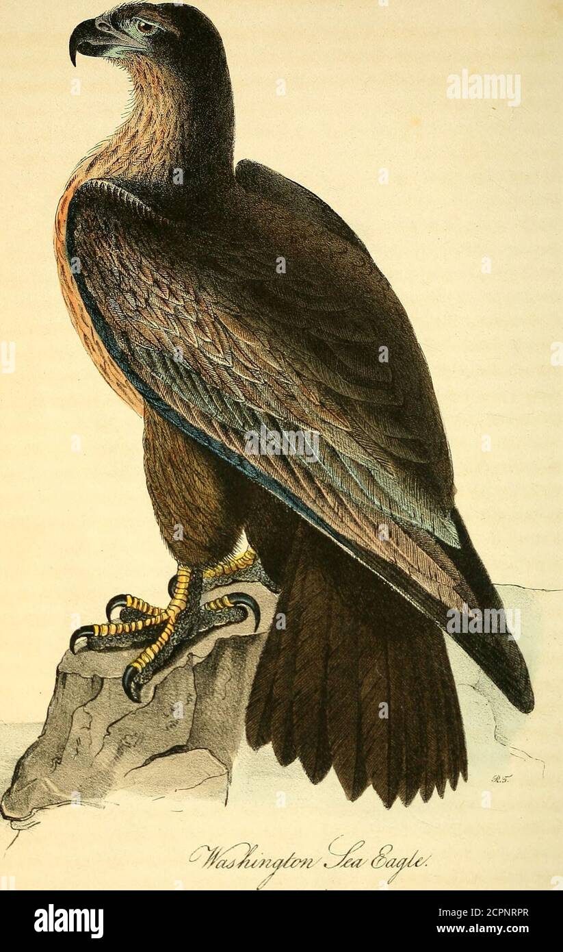 . The birds of America : from drawings made in the United States and their territories . ; tarsus 4^, middle toe and claw 4^, hind claw 2§.The extremities of the wings are 1 inch short of that of the tail. Genus IV.—HALIAETUS, Savigny. SEA-EAGLE. Bill rather short, very deep, compressed; upper mandible with the dorsaloutline nearly straight at the base, beyond the cere decurved, the sides slop-ing, the edges nearly straight, with a slight obtuse process, and a shallowsinus close to the strong trigonal tip; lower mandible with the dorsal outlineslightly convex, the tip obliquely truncate. Head Stock Photo