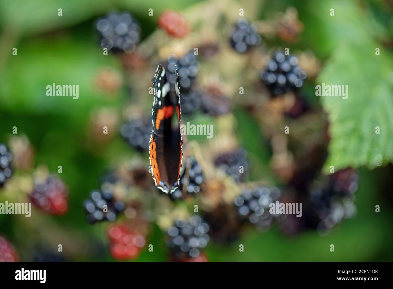 Red Admiral Butterfly (Vanessa atalanta). Feeding from the out of focus, over ripe , Blackberries (Rubus fruticosus), with wings partially open. Stock Photo