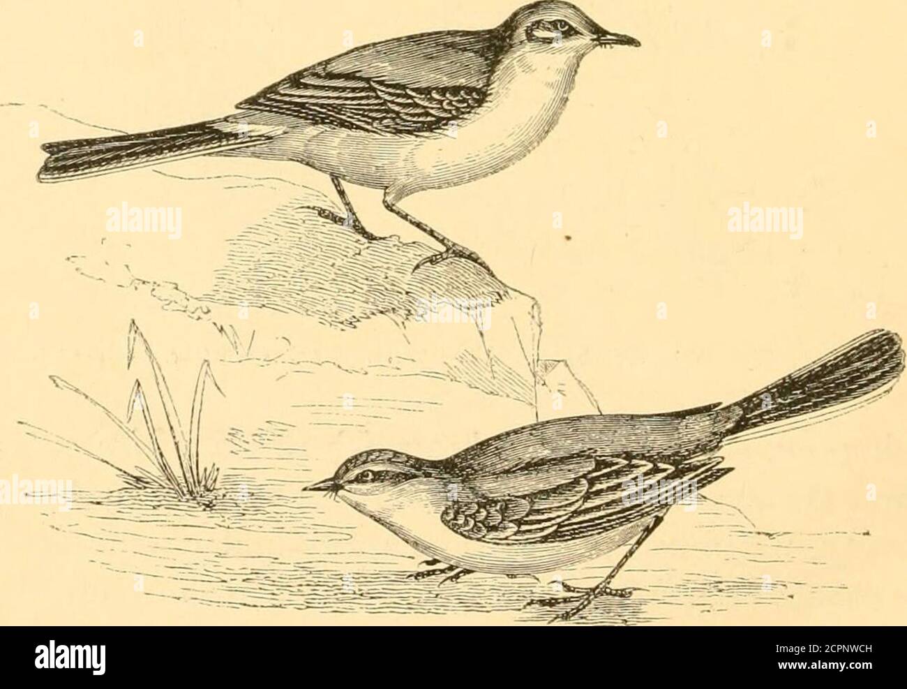 . Reptiles and birds : a popular account of the various orders; with a description of the habits and economy of the most interesting . Fig. 252.—The Stone Chat [Saxicola rubicola, Temm.). elegant form ; the neck of moderate length ; the head ovate, small,and narrow; plumage soft and blended; the wings long, broad.. Fig. 253.—Tae Pied Wagtail {Motacilla Aarrelli, Goiild.) and pointed; tail long, straight, slender, consisting of twelveweak, narrow feathers. The Wagtails are intimately allied to the WAGTAILS. 551 Pipits, and resemble them in many of their habits, differingchiefly in the lengthene Stock Photo