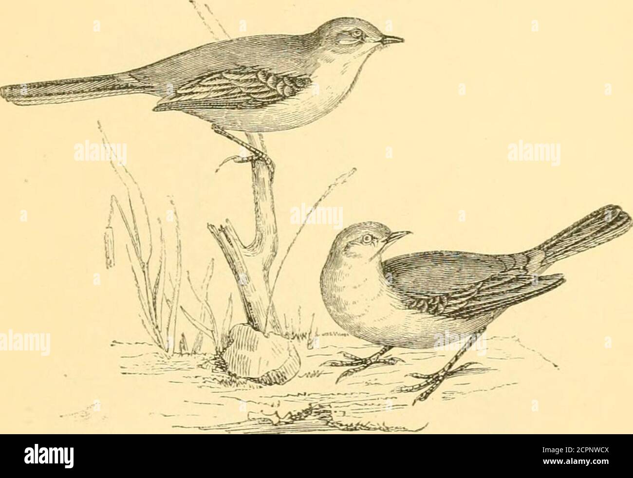 . Reptiles and birds : a popular account of the various orders; with a description of the habits and economy of the most interesting . Fig. 253.—Tae Pied Wagtail {Motacilla Aarrelli, Goiild.) and pointed; tail long, straight, slender, consisting of twelveweak, narrow feathers. The Wagtails are intimately allied to the WAGTAILS. 551 Pipits, and resemble them in many of their habits, differingchiefly in the lengthened tail and shorter claws. Both areremarkable for the vibratory motion of their body while stand-ing or walking, which their long tail renders a conspicuousfeature. The Pied Wagtail { Stock Photo