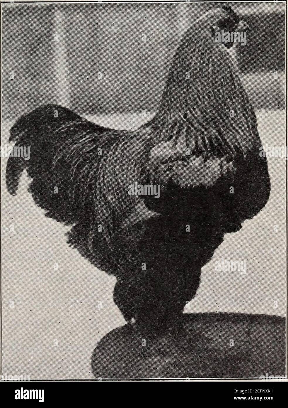 Our domestic birds; elementary lessons in aviculture . Chinese 