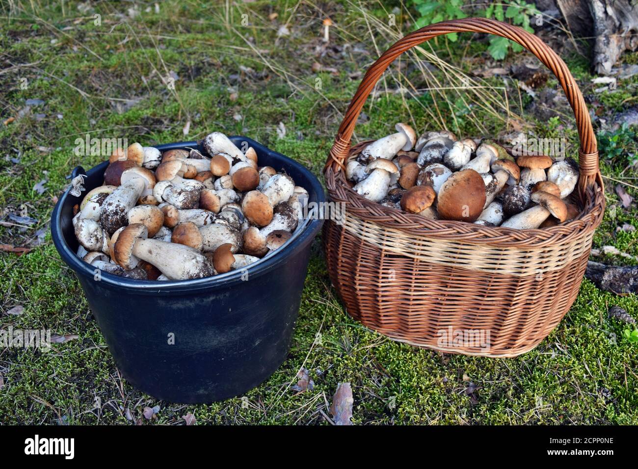 A lot of autumn mushrooms in the forest Stock Photo